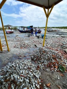 Aquecimento das águas pode explicar mortandade de sardinhas boca-torta na Grande São Luís, dizem especialistas